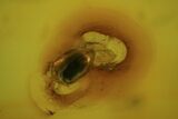 Detailed Fossil Beetle (Coleoptera) In Baltic Amber #81683-1